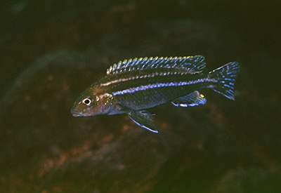 Melanochromis mossambiquensis 'Nkolongwe'